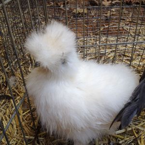White Silkie 1