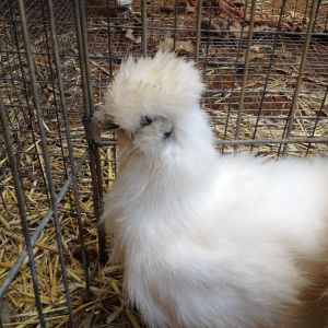 White Silkie 2