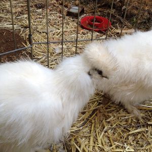 White Silkie 2