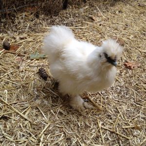 White Silkie 3