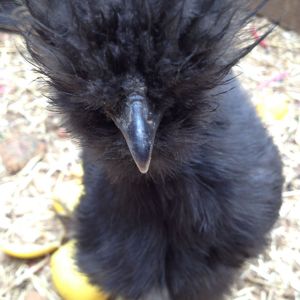 Black Silkie 1