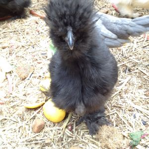 Black Silkie 1