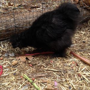 Black Silkie 2