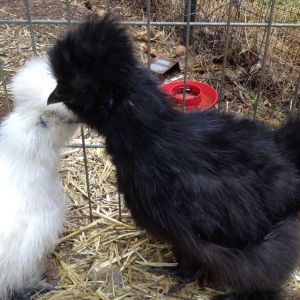 Black Silkie 2