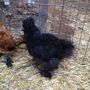 Black Silkie 1 - 9 weeks old