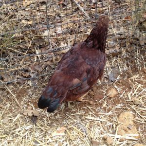 Rhode Island Red Bantam - 9 weeks old