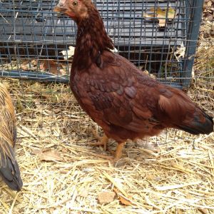 Rhode Island Red Bantam - 9 weeks old
