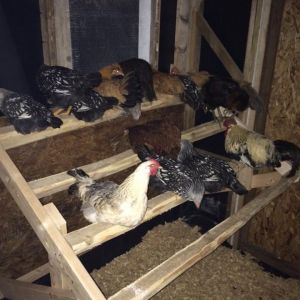 First night in the new coop! We waited until they were roosting for almost an hour in the old coop before we moved them over one at a time. Overall went really smooth. Now they are in lock down for a few days so they get all nested in so to speak.