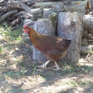 One Welsummer, foraging around the wood pile