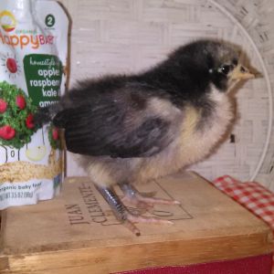 Lilly
Austral Orp Pullet
Timid little one; needs to be watched for bullying.