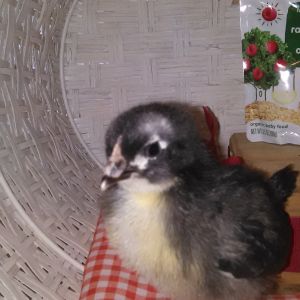 Tess
Austral Orp Pullet ( I think Tess is a boy ... )