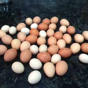 egg overload