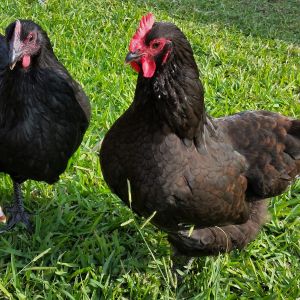 Black Australorp "Pearl" (left) 25 1/2 weeks and Black Australorp "Rosie" 28 1/2 weeks (Started squatting today!)