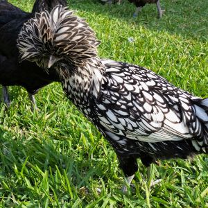Silver Laced Polish 25 1/2 weeks