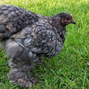 Blue Cochin "Lucky" 21 1/2 weeks