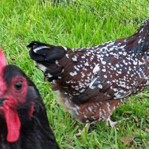 Speckled Sussex "Dotty" 24 1/2 weeks (Rosie the photobomber)