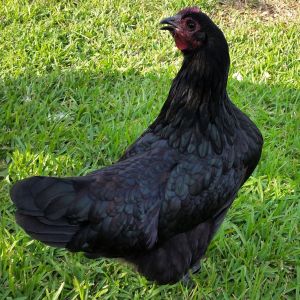 Black Australorp "Pearl" 25 1/2 weeks