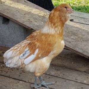 Easter Egger 14 1/2 weeks