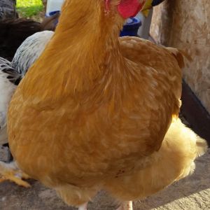 Buff Orpington "Blondie" 25 1/2 weeks