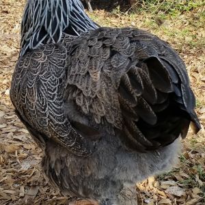 Dark Brahma "Doh-Doh" 25 1/2 weeks