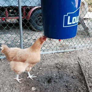 Smart girls adapted wonderfully to the new waterer!