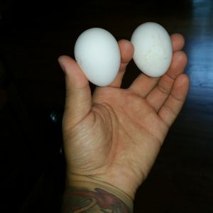 2nd & 3rd egg.