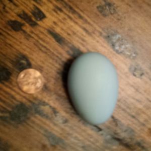 Our first Ameraucana egg today !
The little hen is 5 months old to the day.