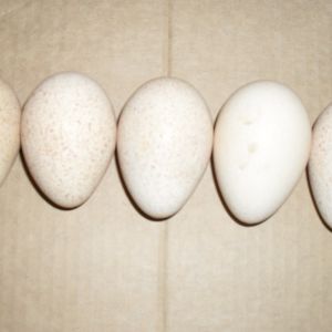 turkey eggs