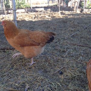 Peaches - she has a muff as well and lays a light tan egg, she is shy and hard to get good pictures of.