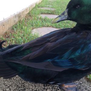 Bo ruffling his feathers! Look at that drake feather!