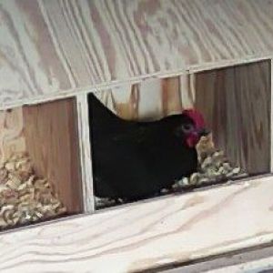 Black Australorp "Rosie" 29 weeks, first time in nest box.
