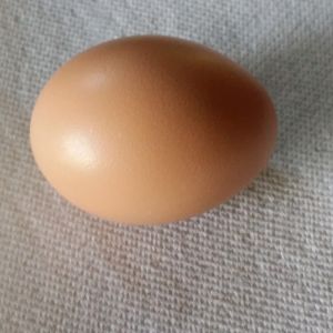 Black Australorp "Rosie's" First Egg - between 12:30pm and 1:30pm - 29 weeks - 40.7g - 10/12/15