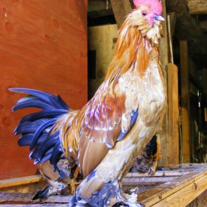 This is George - Mille Fleur D'Uccle