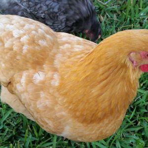 Buff Orpington "Blondie" 26 weeks