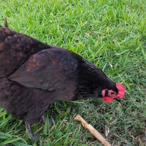 Black Australorp "Rosie" 29 weeks, laid first egg today!