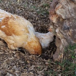 Easter Eggers 15 weeks