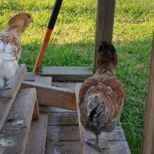 Easter Eggers 15 weeks