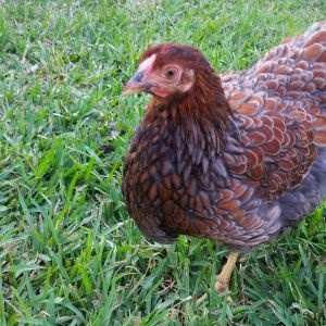 Blue Laced Red Wyandotte 19 weeks