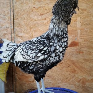 Silver Laced Polish 26 weeks