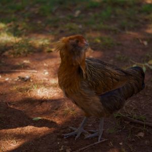 Easter Egger?  Bought from feed store labled Ameraucana