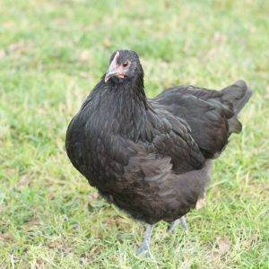 Australorp