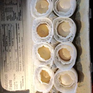 Aug 19th 2015
My first eggs ever to incubate!