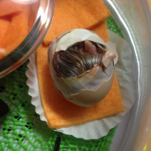 Stayed like this for over 24 hours. I dabbed him with a wet swab to keep from sticking