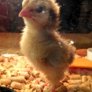 Brooder tank