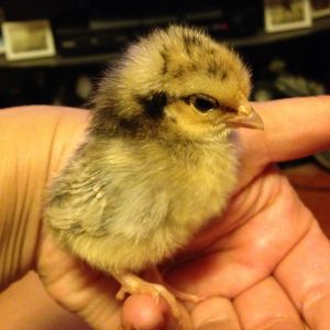 One week old