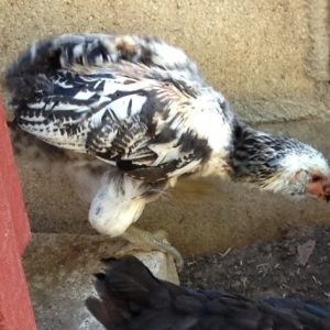 This was supposed to be a blue egg laying Easter Egger named Tia Maria....now he is clearly a he, and named Aztec, given his cool coloring. About ten weeks here.