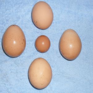 A fart egg