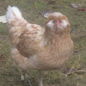 Dolly