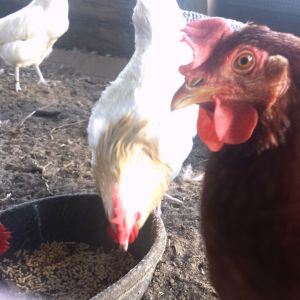 Flock 1 - homebred white 7 month old white rooster (Lakevelder Cross) with production red hens