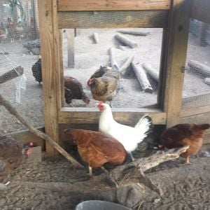 Flock 1 - sliding door to separate coop from run.  Coop has a metal roof.  Run just has shade cloth.  Both have hardware cloth sides.  Ventilation is very important in south Florida.  This run is 3 years old.